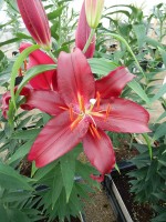 [5558 PO62 Scorpio No02.JPG]